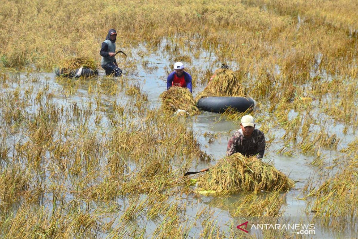 Bantuan Pangan untuk Korban Banjir Kalimantan Selatan